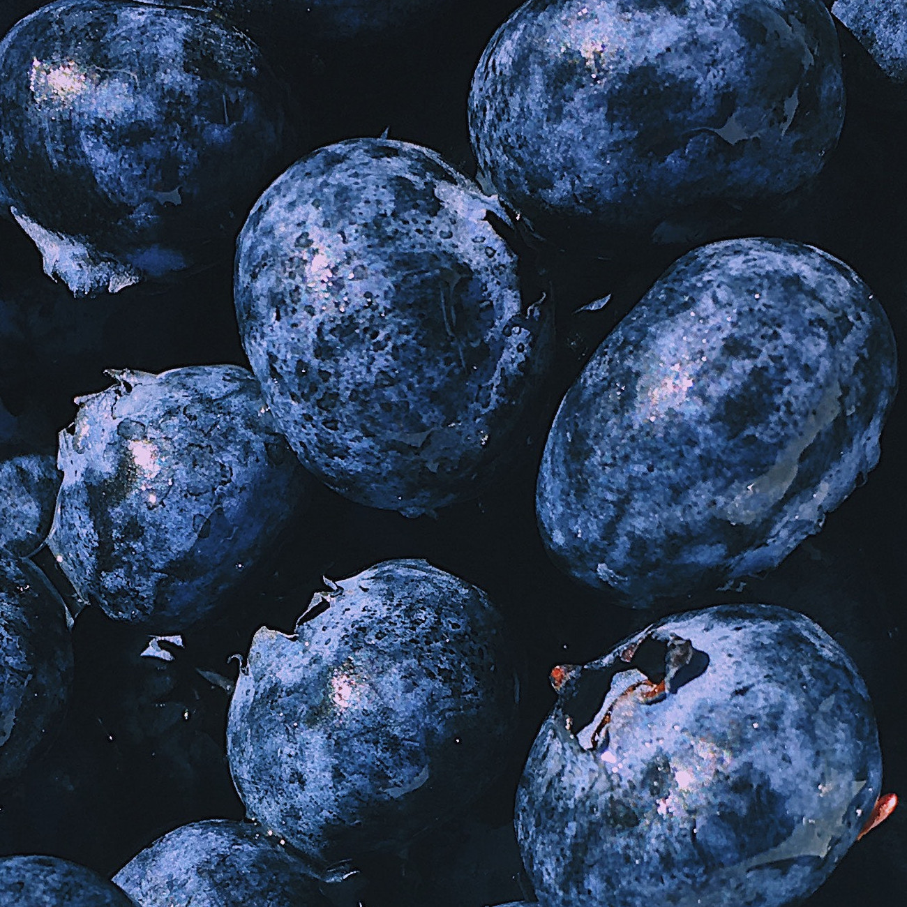 Blueberries Square